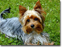 unser Hund Sandy
